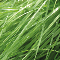 SEM. FETUQUE ELEVEE APALONA SAC10KG