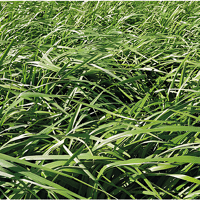 SEM. BROME STAMINEUS BARUZZO SAC10KG