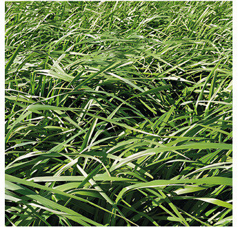 SEM. BROME STAMINEUS BARUZZO SAC10KG