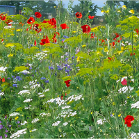 SEM. BARAUXIL AUXILIAIRES DE CULTURE 24FX SAC1KG