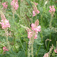 SEM. SAINFOIN SIMPLE LAREDO BIO SAC25KG