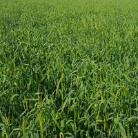 SEM. SEIGLE FOURRAGER ANTONINSKIE SAC25KG