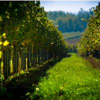 SEM. MELANGE MELYVITI N°65 BIO SAC15KG