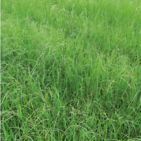 SEM. TEFF GRASS MOXIE SAC10KG