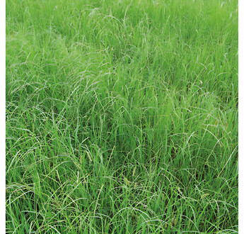 SEM. TEFF GRASS MOXIE SAC10KG