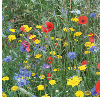 MELANGE FLEURI BARCHAMPETRE OISEAUX 1KG