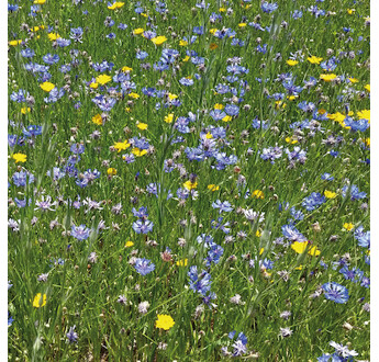 MELANGE FLEURI BARCHAMPETRE OISEAUX 1KG