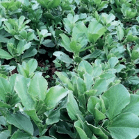 SEM. FEVEROLE SCURO SAC25KG