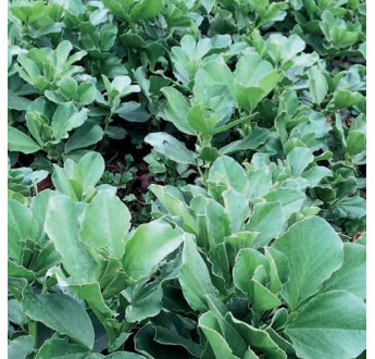 SEM. FEVEROLE SCURO SAC25KG