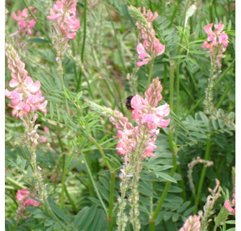 SEM. SAINFOIN SIMPLE LAREDO SAC25KG