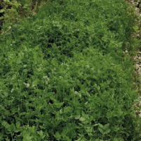 SEM. MELANGE LIDVINE VICIA B/O SAC15KG