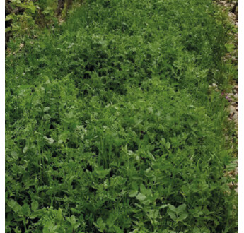 SEM. MELANGE LIDVINE VICIA B/O SAC15KG