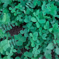 SEM. MELANGE CHLOROFILTRE SYMBIOSE 3 DOSE10KG