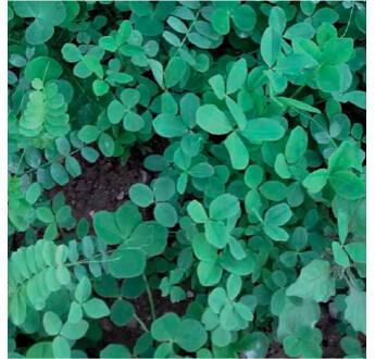 SEM. MELANGE CHLOROFILTRE SYMBIOSE 3 DOSE10KG