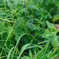 SEM. MELANGE PRAIRIE M-FAUCHE DOSE15KG