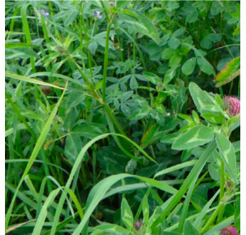 SEM. MELANGE PRAIRIE M-FAUCHE DOSE15KG