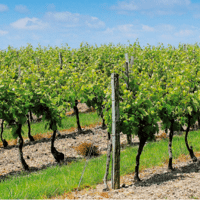 SEM. MELANGE FRANCE ENHERBEMENT N°1 SAC10KG