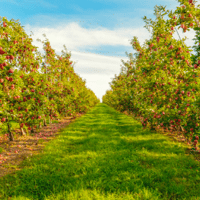 SEM. MELANGE FRANCE ENHERBEMENT N°3 SAC10KG