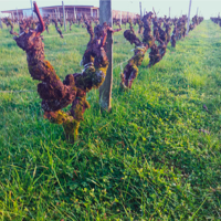 SEM. MELANGE FRANCE ENHERBEMENT N°2 SAC10KG