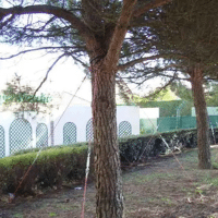 HAUBANAGE POUR ARBRE 88DTS2