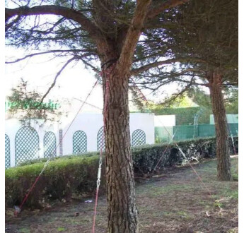 HAUBANAGE POUR ARBRE 88DTS2