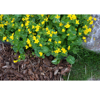 ECORCE DE PIN SYLVESTRE 20/40 BB1M3 RACINE