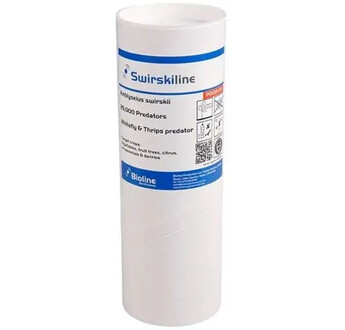 STARSKII AMBLYSEIUS SWIRSKII TUBE 25000 INDIVIDUS