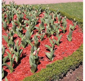 PAILLIS COLOR ROUGE 20/50 BB1M3 PRO105