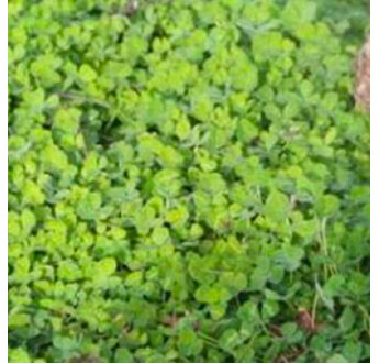 SEM. MELANGE LIDVINE CAVAILLON SAC15KG