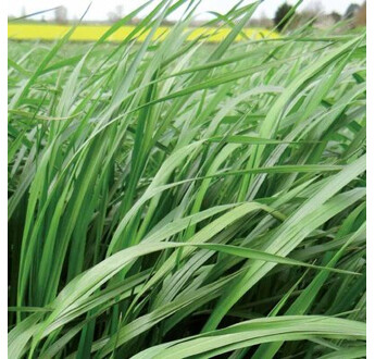 SEM. RAY GRASS ITALIE 4N ALT. MELISTAR SAC15KG