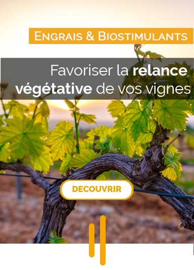 Sélection relance végétative - vigne