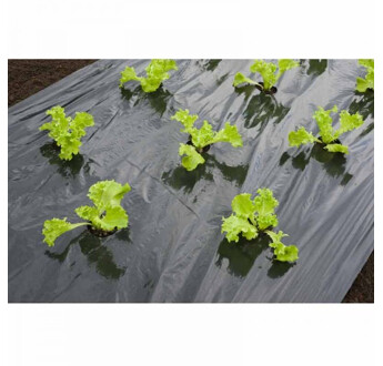FILM PAILLAGE NOIR SALADE TRISALAD T25 5M00 2000M2 PERFORE