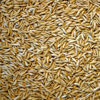 SEM. RIZ LONG A RONALDO NT BB500