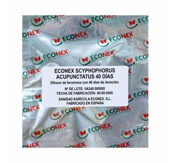 ECONEX SCYPHOPHORUS ACUPUNCTATUS 40 JOURS