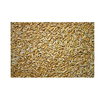 SEM. RIZ LONG A ARELATE NT BB500