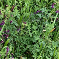 SEM. MELANGE BGBO LCN SAC10KG