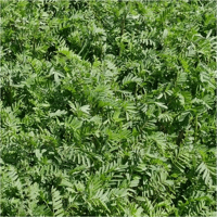 SEM. SAINFOIN DOUBLE CANTO SAC25KG