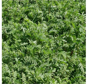 SEM. SAINFOIN DOUBLE CANTO SAC25KG