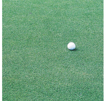 GAZON AGROSTIS LUMINARY 11,30KG