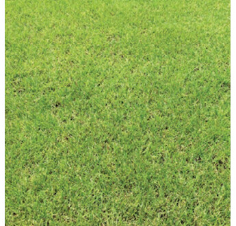 GAZON MELANGE RAY GRASS LIGHT RYE