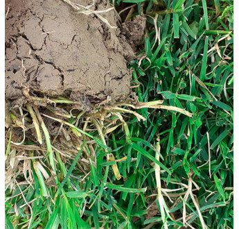 GAZON PLAQUE GPRE 450 CYNODON+PP AU M2