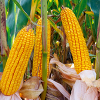 SEM. MAIS KWS PEROUSO REDIGO M DOSE 50MG