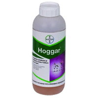 HOGGAR