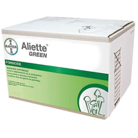 ALIETTE GREEN