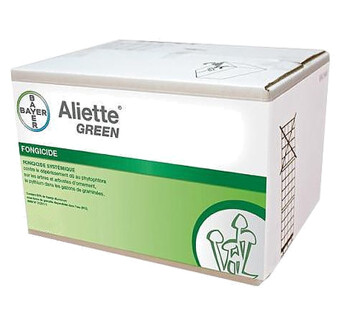 ALIETTE GREEN