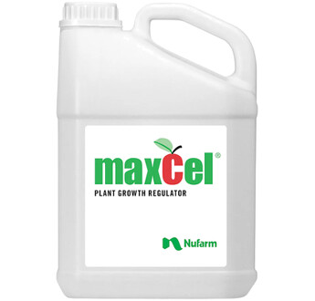 MAXCEL