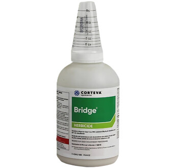 BRIDGE