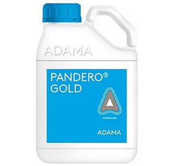 PANDERO GOLD