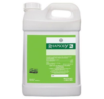 RHAPSODY