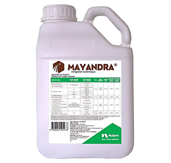 MAYANDRA